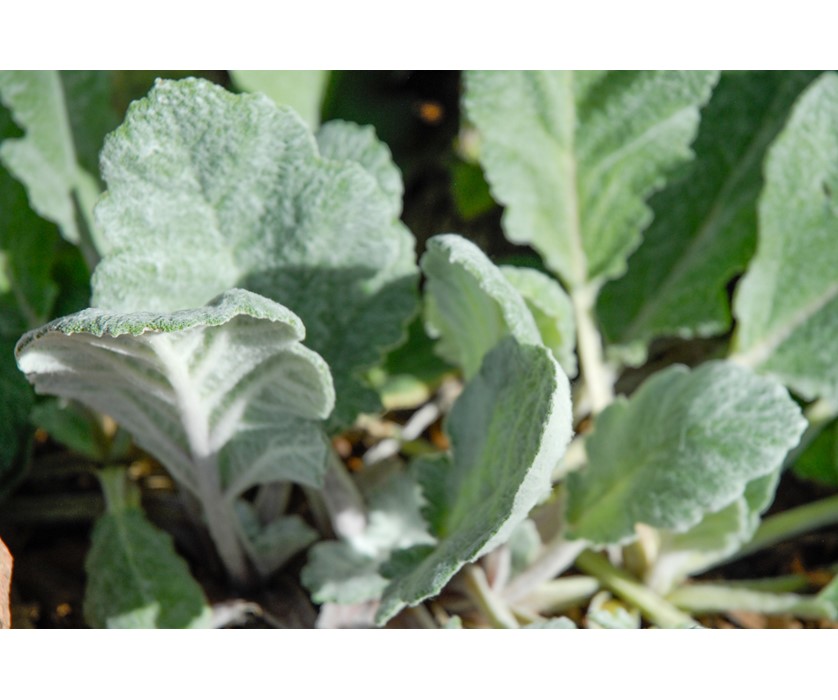 Silver Sage